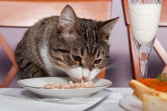 Mèo Bị Suy Dinh Dưỡng: Dấu Hiệu, Nguyên Nhân & Cách Chăm Sóc