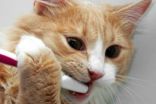 Mèo bị đau răng: Dấu hiệu, nguyên nhân & cách xử lý