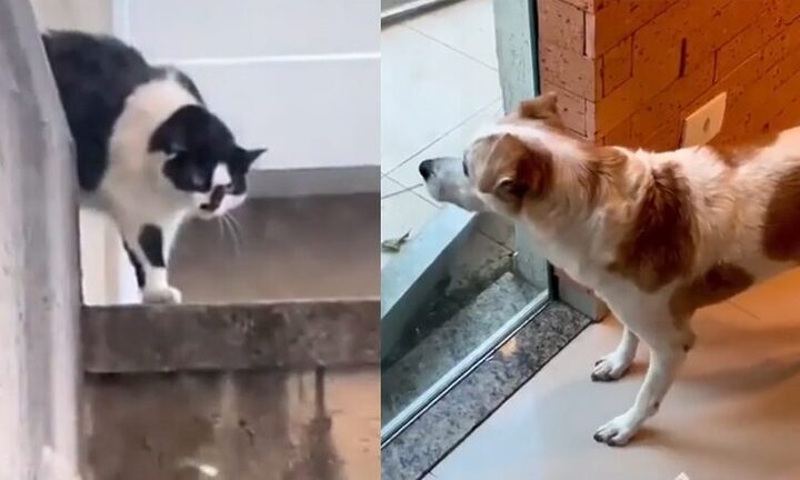 Mèo bị run rẩy: Nguyên nhân, triệu chứng và cách xử lý