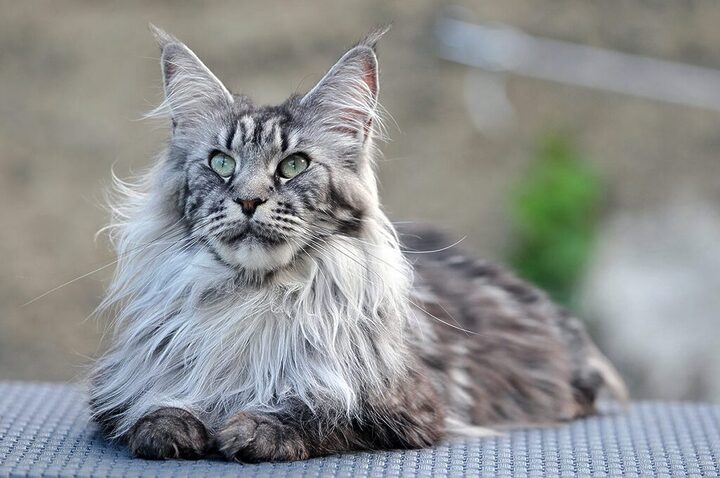 Mèo Ragdoll Đẹp: Tìm Hiểu Đặc Điểm Ngoại Hình Quý Tộc
