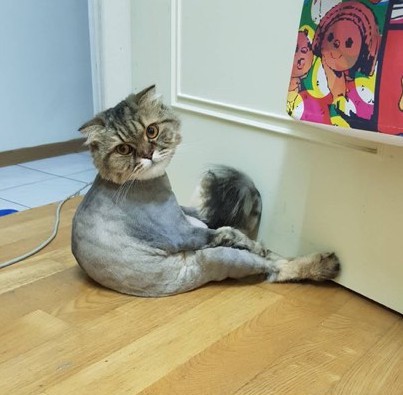 Tại sao mèo bị cạo sạch lông và cách chăm sóc