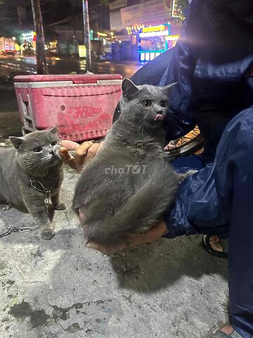 Tìm hiểu về thanh lý mèo Anh lông ngắn chi tiết