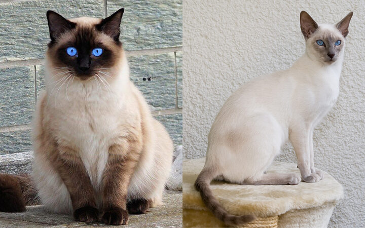 Mèo Xiêm Truyền Thống: Đặc Điểm & Cách Nuôi Dưỡng