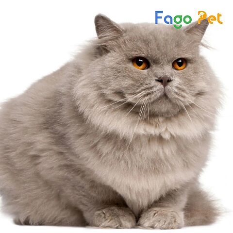 Đặc điểm ngoại hình của mèo Ba Tư lai mèo Anh với bộ lông dài