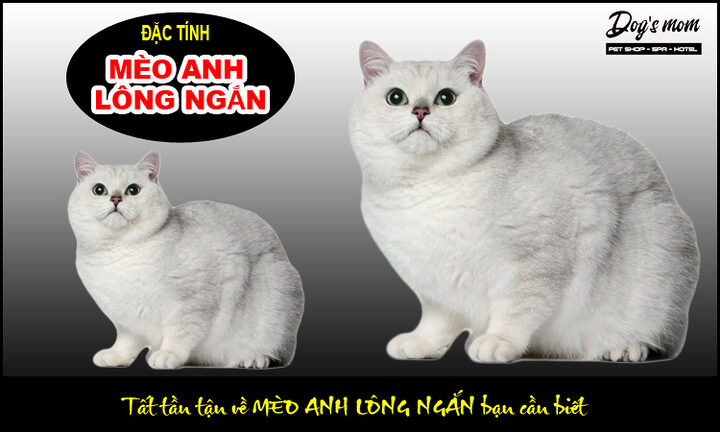 Mèo Anh Lông Ngắn Xám Trắng: Đặc Điểm, Tính Cách & Chăm Sóc Toàn Diện