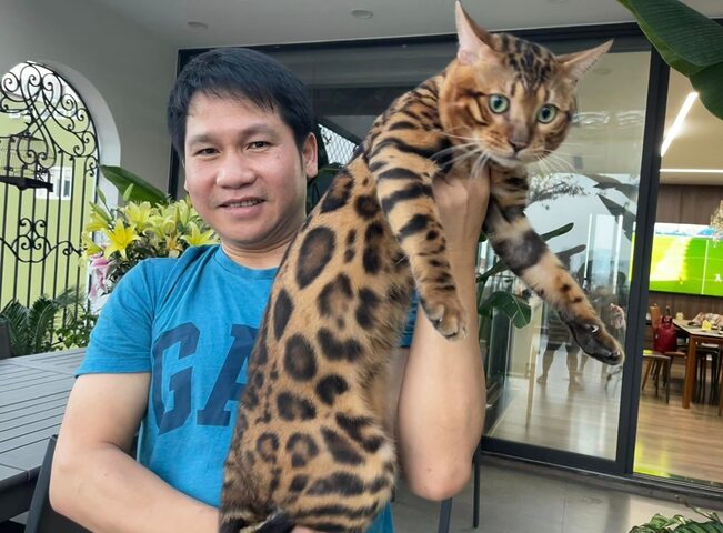 Đặc điểm và chăm sóc mèo Bengal trưởng thành