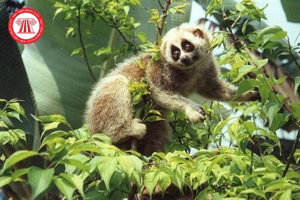 Hướng dẫn xin giấy phép nuôi mèo rừng tại Việt Nam
