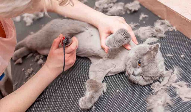 Cạo Lông Mèo Bị Nấm: Lợi Ích, Rủi Ro Và Cách Thực Hiện