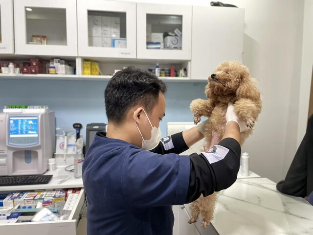 Mèo Bị Bong Gân: Dấu Hiệu Nhận Biết, Chẩn Đoán Và Chăm Sóc