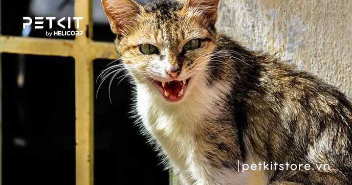 Dấu hiệu mèo bị dại: Cách nhận biết chính xác