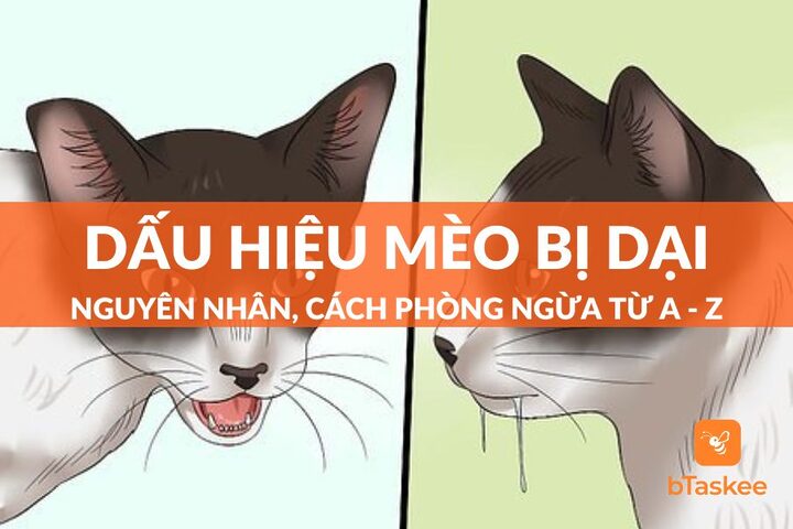 Dấu hiệu mèo bị dại: Cách nhận biết chính xác