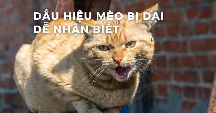 Mèo có biểu hiện đơ, mất trí: Nguyên nhân và cách xử lý