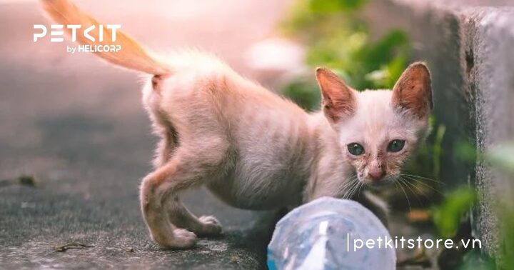 Mèo Bị Sán: Dấu Hiệu, Nguyên Nhân, Cách Điều Trị Và Phòng Ngừa Hiệu Quả