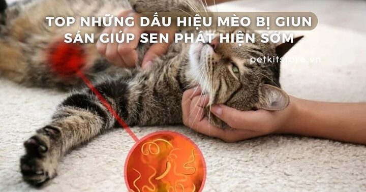 Nhận Biết Chính Xác Các Dấu Hiệu Mèo Bị Bệnh Nguy Hiểm