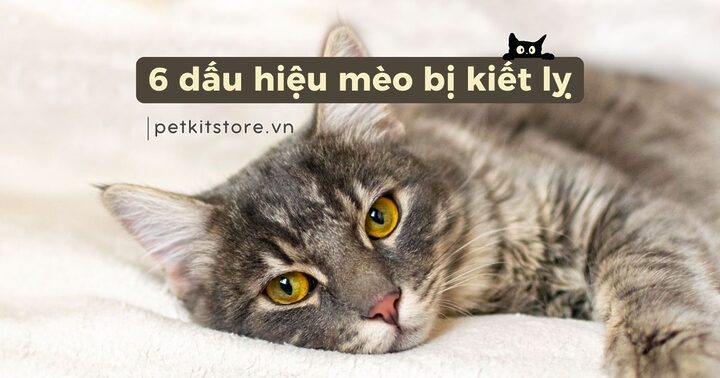 Hình Mèo Bị Diềm: Nhận Biết Các Dấu Hiệu