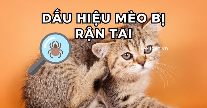Tai Mèo Bị Nóng: Nguyên Nhân Và Cách Xử Lý Chi Tiết