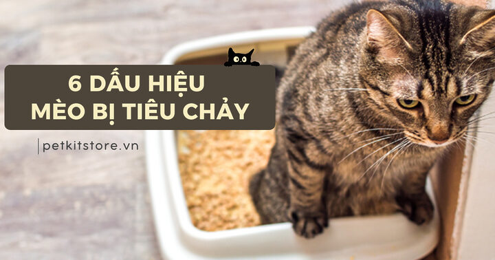 Mèo bị tiêu chảy: Nguyên nhân, triệu chứng, cách xử lý và phòng ngừa