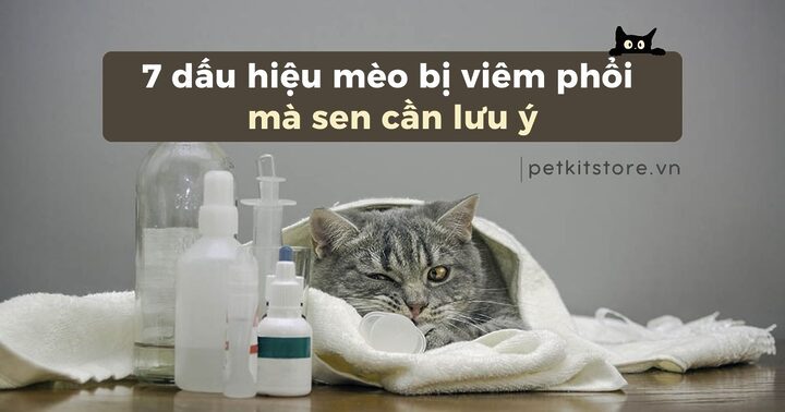 Mèo Bị Tràn Dịch Màng Phổi: Nguyên Nhân, Dấu Hiệu, Điều Trị