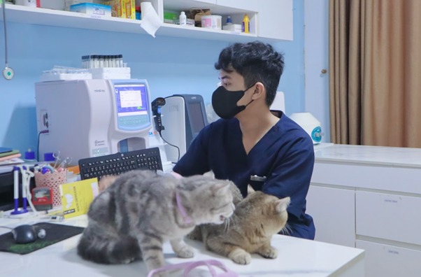 Mèo bị sặc nước: Nguyên nhân, cách xử lý và phòng ngừa hiệu quả