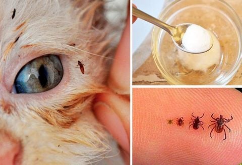 Cách Trị Bọ Chét Cho Mèo Ta Hiệu Quả Tận Gốc