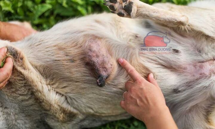 Mèo bị nổi u hai bên lưng là bệnh gì? Tìm hiểu chi tiết