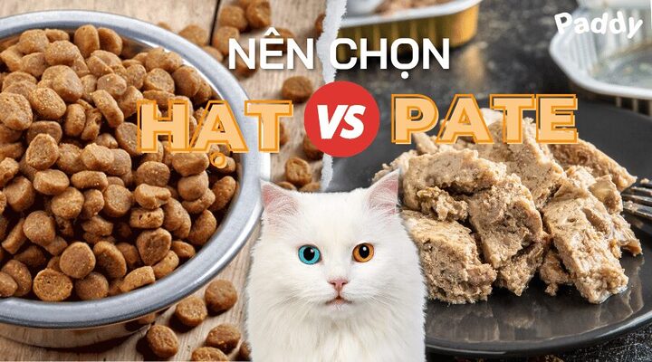 Cách làm pate cho mèo Anh lông dài ngon và bổ dưỡng tại nhà