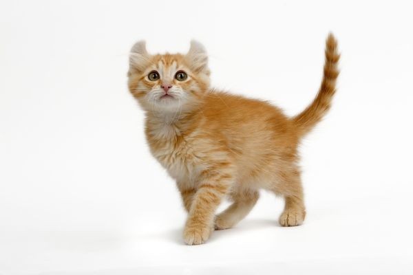 Đôi mèo American Curl con màu trắng và vàng đang chơi đùa