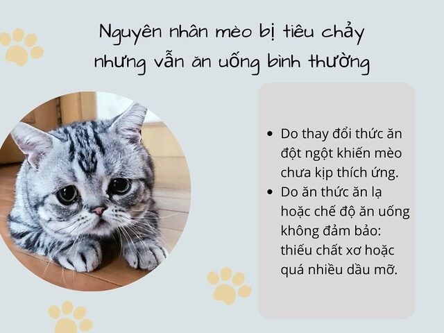 Mèo Bị Đi Ngoài Phân Lỏng: Nguyên Nhân & Cách Xử Lý Chi Tiết