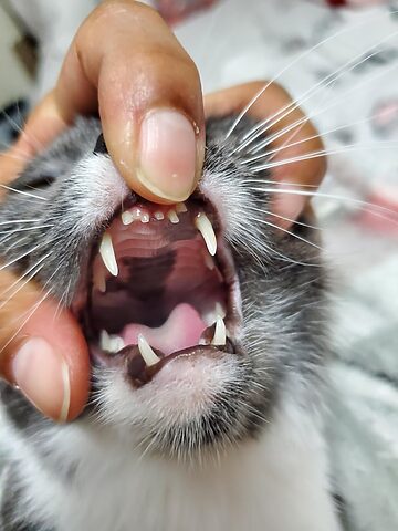 Mèo Bị Gãy Nửa Hàm Răng Cửa: Dấu Hiệu, Xử Lý Và Điều Trị