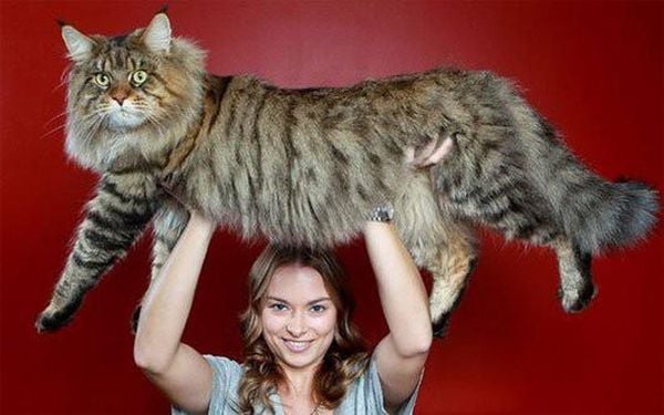 Giống Mèo Maine Coon: Đặc Điểm và Cách Chăm Sóc