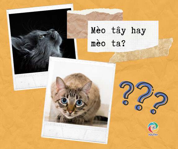Mèo Ta Và Mèo Tây: So Sánh Chi Tiết Từ A-Z