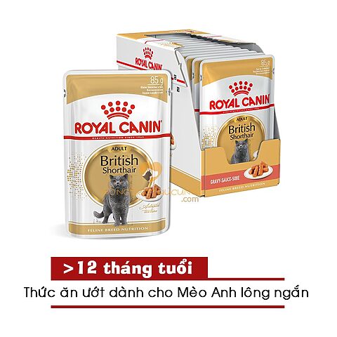 Pate Mèo Anh Lông Ngắn: Hướng Dẫn Chi Tiết Từ A-Z Cho Chủ Nuôi Thông Thái