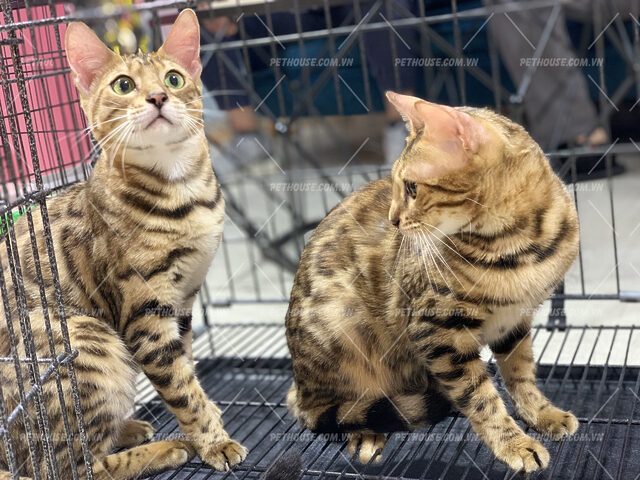 Đặc điểm và chăm sóc mèo Bengal trưởng thành