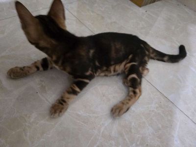 Mua Mèo Bengal Ở Hà Nội: Kinh Nghiệm Từ A Đến Z