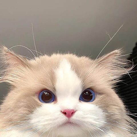 Tìm Hiểu Chi Tiết Về Mèo Ragdoll