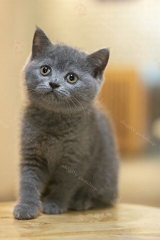 Mèo Anh Lông Ngắn Cute: Vẻ Đẹp Mũm Mĩm Cùng Tính Cách Đáng Yêu