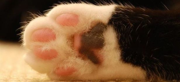 Chân Mèo Bị Đen: Nguyên Nhân Và Cách Xử Lý