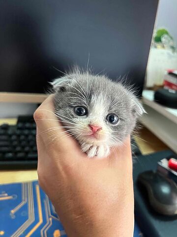 Hướng Dẫn Tìm Mèo Anh Lông Ngắn Biên Hòa Uy Tín