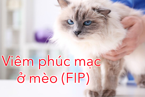 Mèo bị tích nước xoang bụng: Dấu hiệu, nguyên nhân và cách điều trị