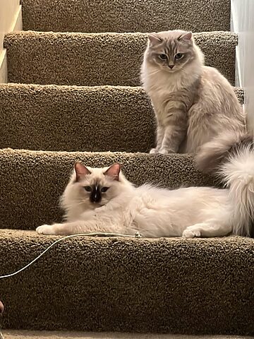 Mèo Ragdoll Con: Đặc Điểm, Chăm Sóc Và Những Điều Cần Biết
