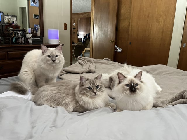 Mèo Ragdoll Con: Đặc Điểm, Chăm Sóc Và Những Điều Cần Biết