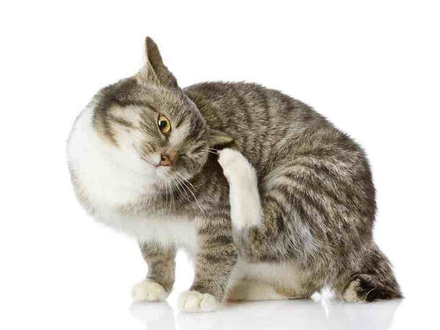 Mèo bị ghẻ tai: Nguyên nhân, dấu hiệu và cách trị hiệu quả