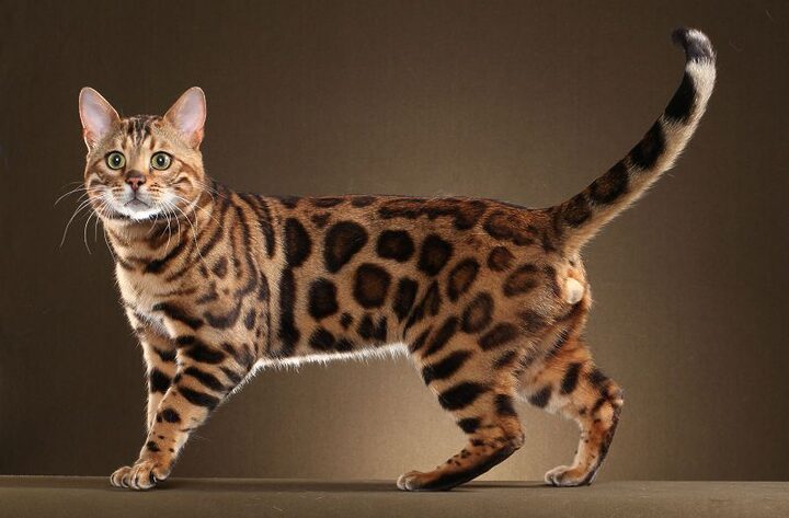 Mua mèo Bengal giá rẻ: Hướng dẫn chi tiết từ A-Z