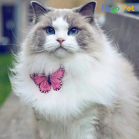 Giá bán mèo Ragdoll trung bình trên thị trường Việt Nam