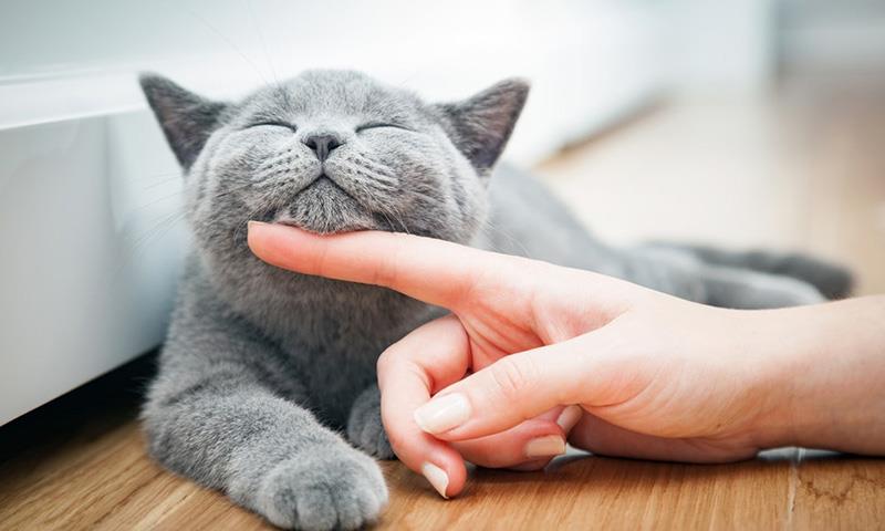 Giải mã giấc mơ thấy mèo bị chảy máu