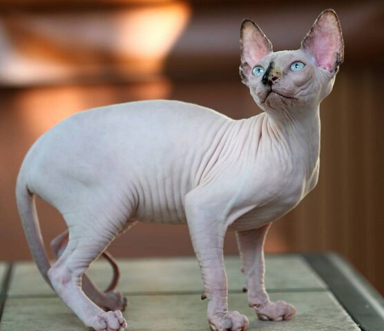 Giống mèo Ai Cập (Sphynx) có ngoại hình nhăn nheo, không lông gợi nhớ đến tượng nhân sư cổ đại.