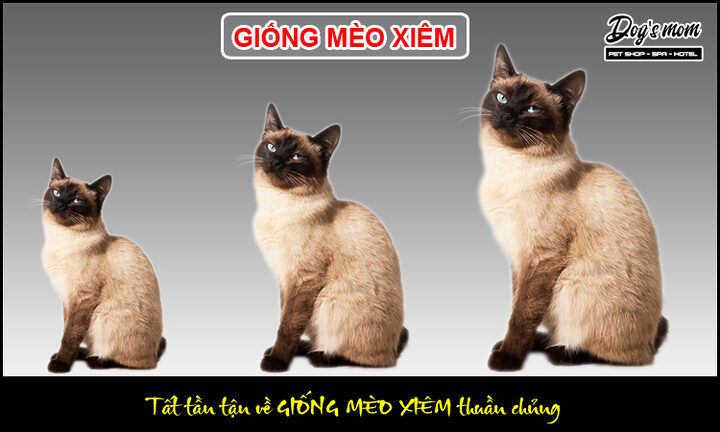 Tìm Hiểu Mèo Xiêm Lai ALN: Đặc Điểm và Chăm Sóc