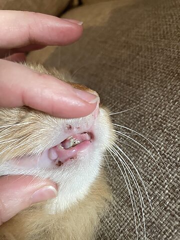 Dấu hiệu răng mèo bị nhợt nhạt: Nguyên nhân và cách xử lý