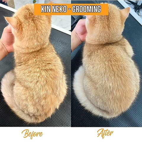 Hướng dẫn tỉa lông mèo Anh lông dài tại nhà