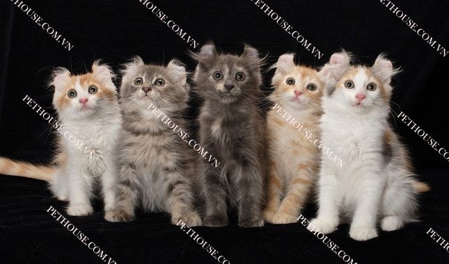 Gương mặt đáng yêu của mèo tai xoắn American Curl màu trắng đen